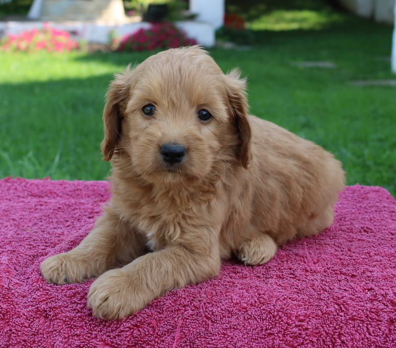 puppy, for, sale, Mini Goldendoodle , Matthew B. Stoltzfus, dog, breeder, Gap, PA, dog-breeder, puppy-for-sale, forsale, nearby, find, puppyfind, locator, puppylocator, aca
